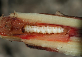 Stem borer sugarcane