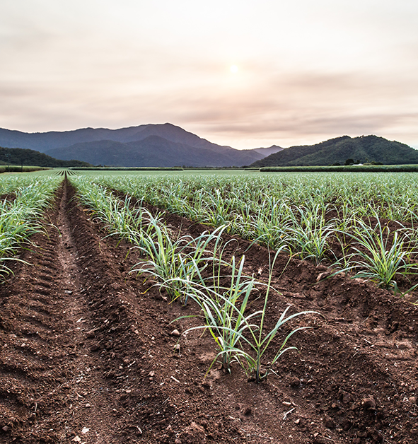 Plant cane crop small