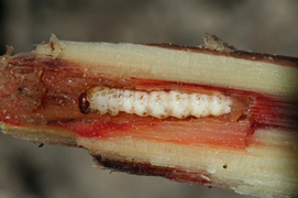  Stem borer sugarcane 