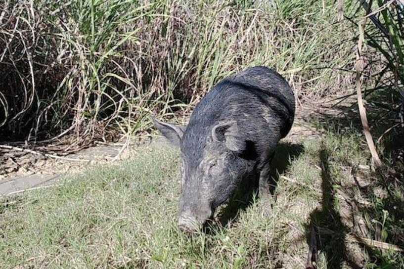  Feral Pig 