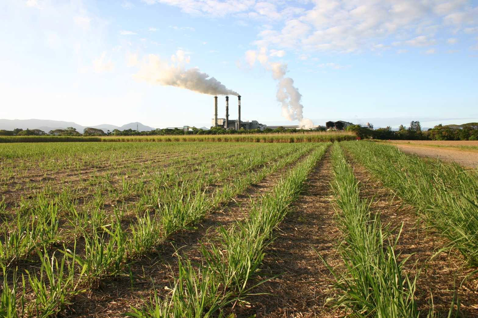  A MILLING MILL Northern Victoria BK landscape 