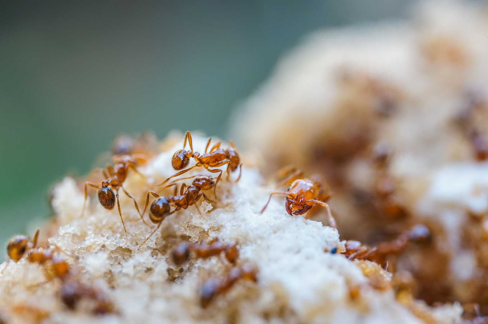  Fire Ants Adobe Stock 481401539 