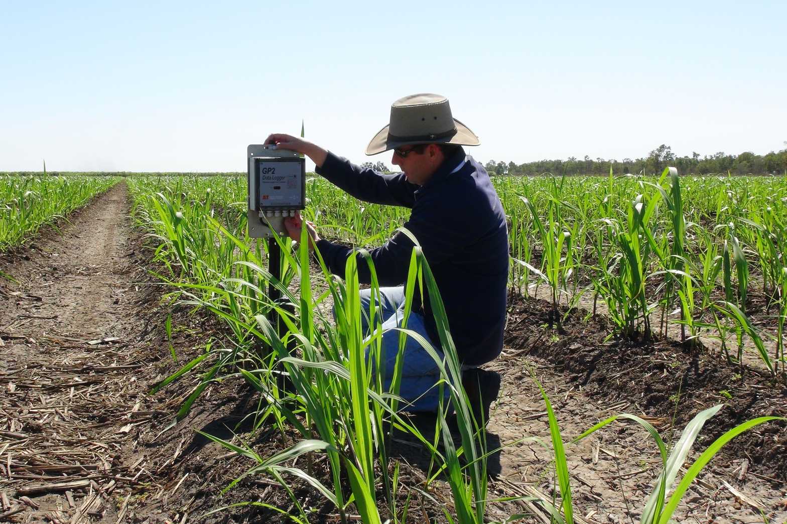  14 SISL N trial site Burdekin Aug2015 