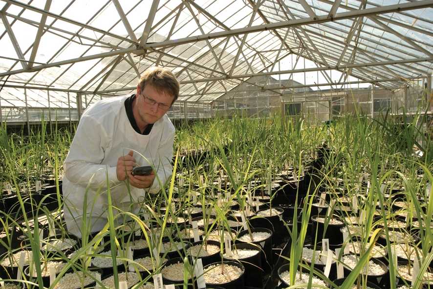  A RD Dr Andrew Fletcher inspects fertilizer trial with cane varieties in UQ glasshouse photo courtesy of Sacron Innovation 