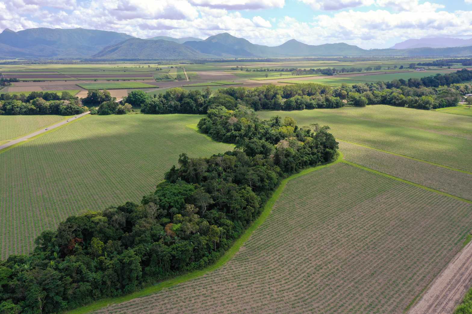  Riparian vegetation creek reef catchment Herbert River 