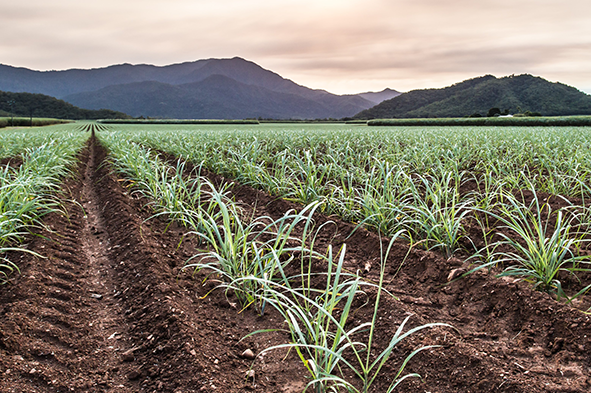  Plant cane crop small 